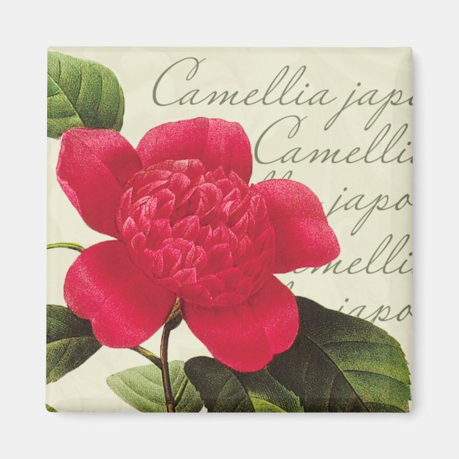 Redoute Red Camellia Botanical Print Square Magnet (Framsidan)