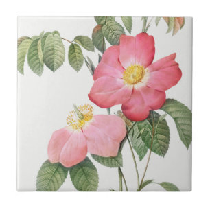Redoute Red Rosa ros Ceramic Tile Kakelplatta