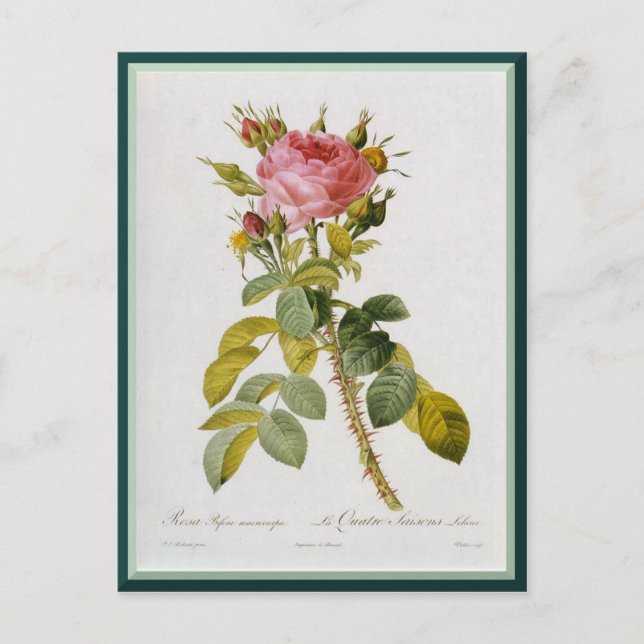 Redoute Ro Single Stem Vykort (Framsida)