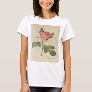 Redoute Rosa Centifolia Women's T-Shirt