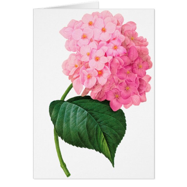 Redoute Rosa Hydrangea Hälsningskort (Framsidan)