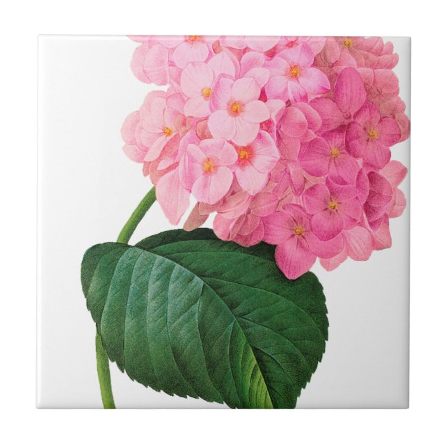 Redoute Rosa Hydrangea Kakelplatta (Framsidan)