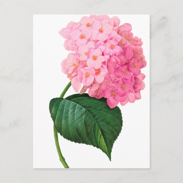 Redoute Rosa Hydrangea Vykort (Framsida)