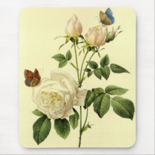 Redoute tryck: 'Bengal rosa Hymanee Musmatta