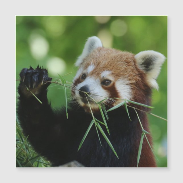 RedPanda 002 (Framsida)