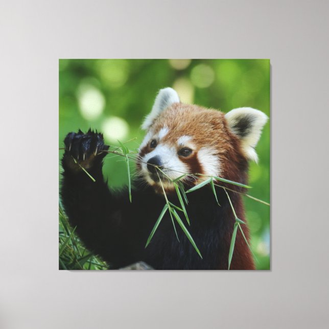 RedPanda 002 Canvastryck (Framsida)