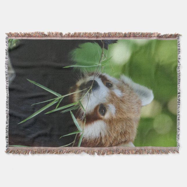 RedPanda 002 Filt (Framsidan)