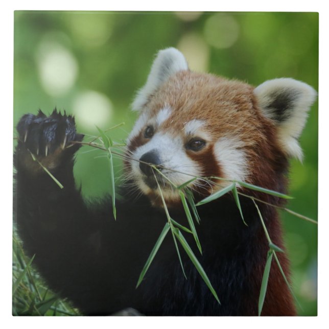 RedPanda 002 Kakelplatta (Framsidan)