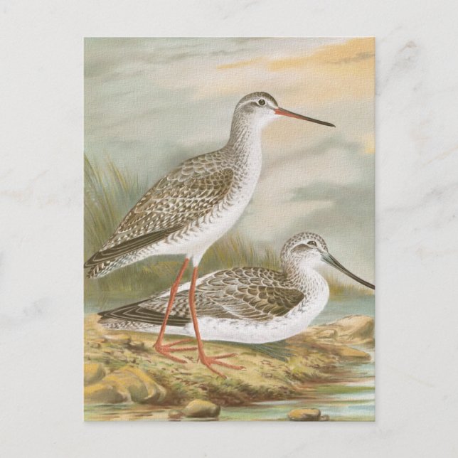 "Redshank" Vintage Bird Illustration Vykort (Framsida)