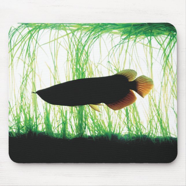 Redtail Golden Arowana Musmatta (Framsidan)