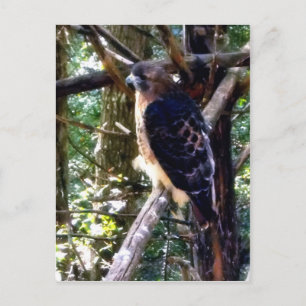 Redtail Hawk på Gren Vykort