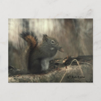 Redtail Squirrel 01 Vykort