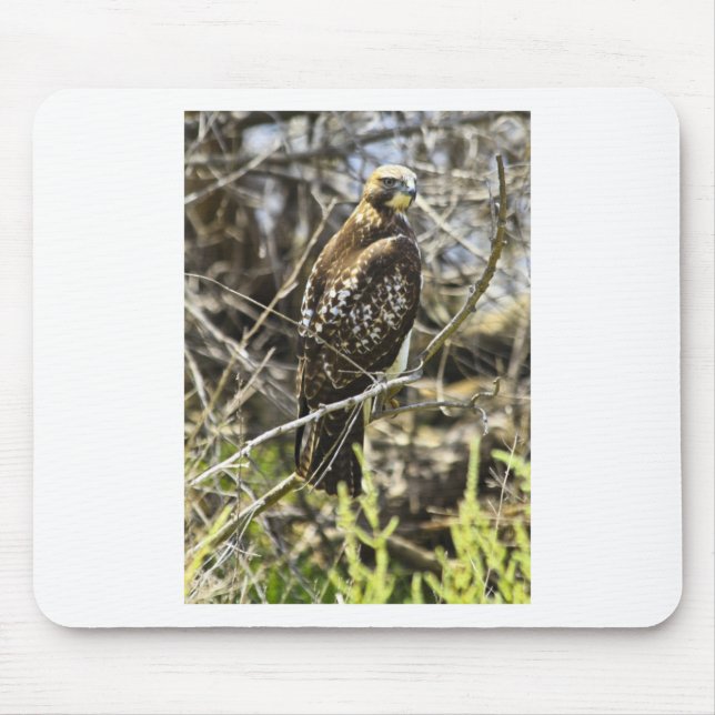 Redtailed hök musmatta (Framsidan)