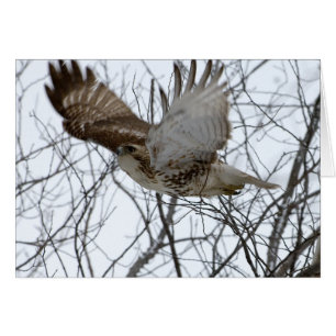 Redtailhök Hälsningskort