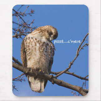 Redtailmusvakt Musmatta