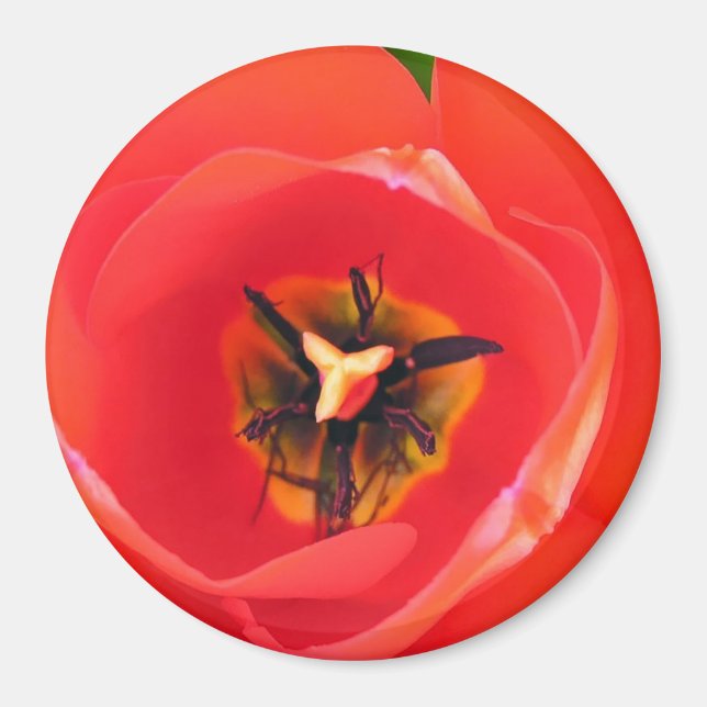 RedTulip Magnet (Framsidan)