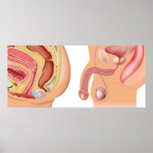 Reduktionssystem för kvinnor och män poster