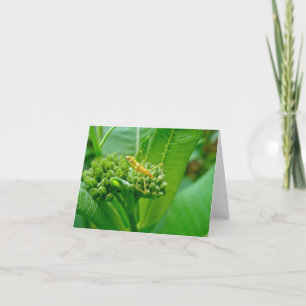 Reduviid Assassin Kryp Note Card Kort