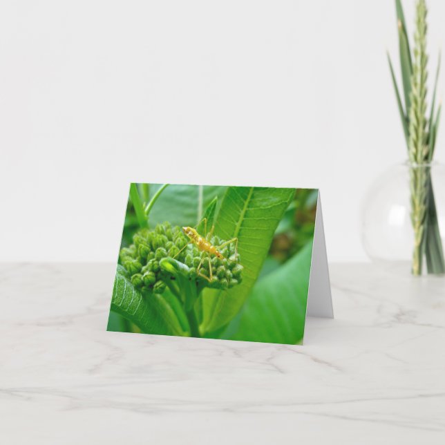 Reduviid Assassin Kryp Note Card Kort (Framsida)