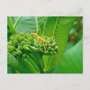 Reduviid Kryp om Milkweed-vykort Vykort