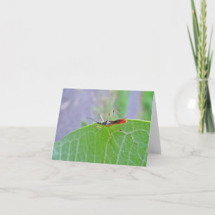 Reduviid Red Assassin Kryp Note Card Kort