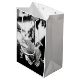 Redvein Abutilon Flower Black and White Photo