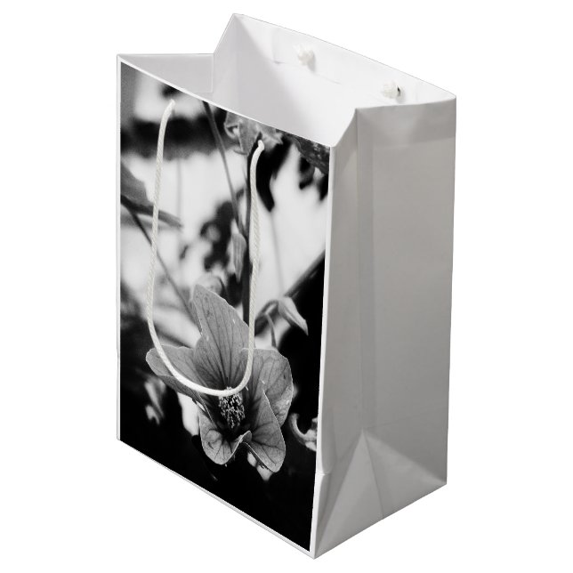 Redvein Abutilon Flower Black and White Photo (Framsidan Vinklad)