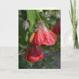 Redvein Abutilon Kort