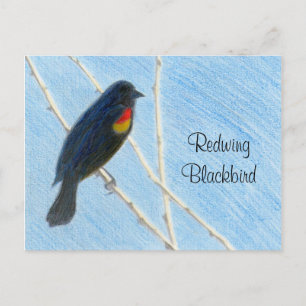 Redwing Blackbird Nature Postcard Vykort