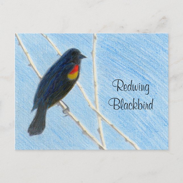 Redwing Blackbird Nature Postcard Vykort (Framsida)