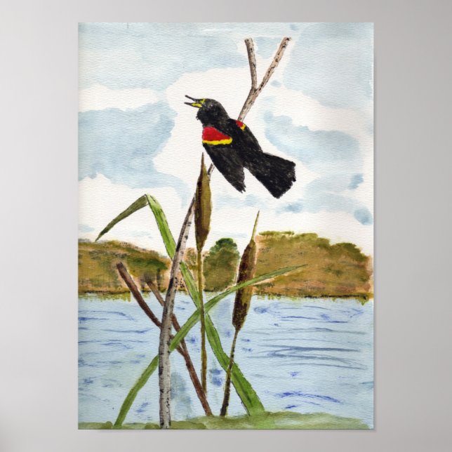 Redwing Blackbird Poster (Framsidan)