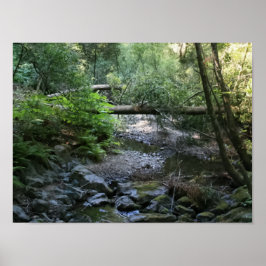 ’Redwood Bäck’, Muir Skogen Poster