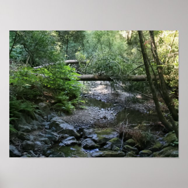 ’Redwood Bäck’, Muir Skogen Poster (Framsidan)