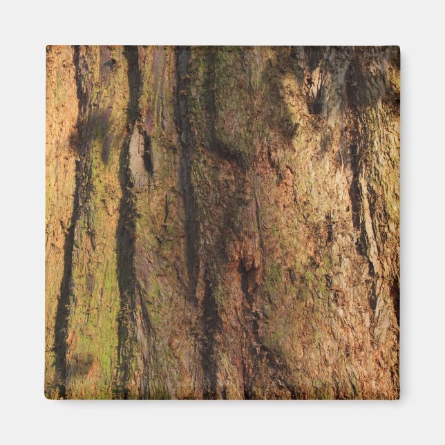 Redwood Bark Photo Struktur Magnet (Framsidan)