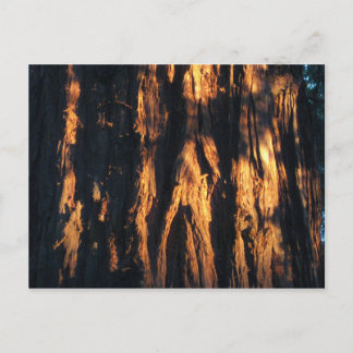Redwood Bark! " Vykort