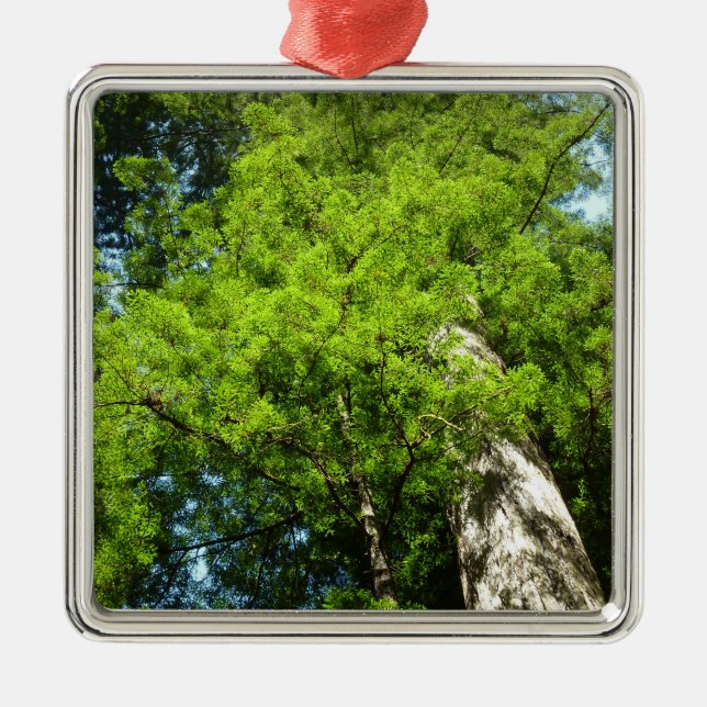 Redwood Boughs på Redwood National Park Julgransprydnad Metall (Framsidan)
