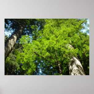 Redwood Boughs på Redwood National Park Poster