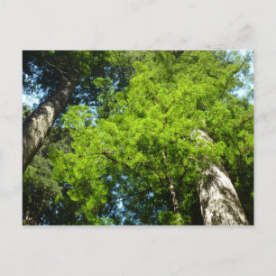 Redwood Boughs på Redwood National Park Vykort