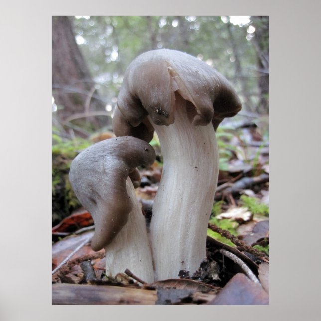 Redwood Forest Fungi Poster (Framsidan)