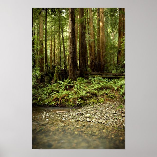 Redwood Forest Glen Poster (Framsidan)