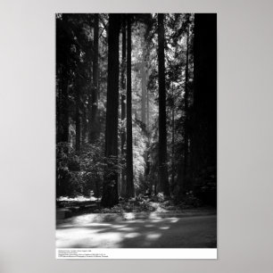 Redwood Forest, grundare's Grove, 1966 Poster