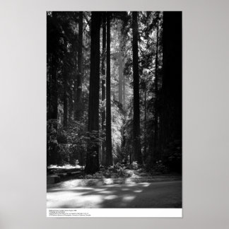 Redwood Forest, grundare's Grove, 1966 Poster