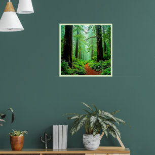 Redwood Forest Misty Tranquilitet Design Poster