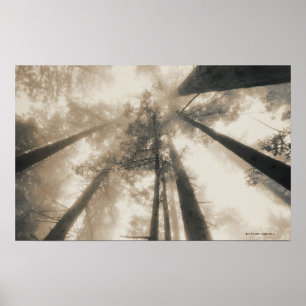 Redwood Forest, norra Kalifornien Poster