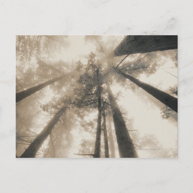Redwood Forest, norra Kalifornien Vykort (Framsida)