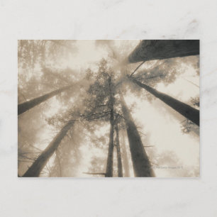 Redwood Forest, norra Kalifornien Vykort