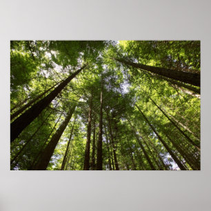 Redwood Forest, Rotorua, Nya Zeeland Poster