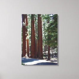 Redwood Forest Sequoia Träd Wall Art Canvastryck