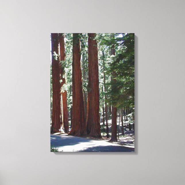 Redwood Forest Sequoia Träd Wall Art Canvastryck (Framsida)