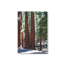 Redwood Forest Sequoia Träd Wall Art